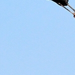 grues en vol